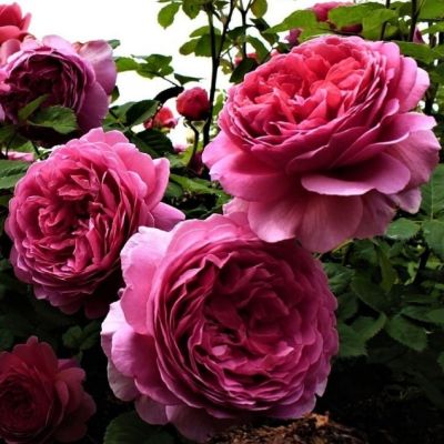 Роза Квинс Перфюм Роза Квинс Перфюм - Dolina-Sad.Ru