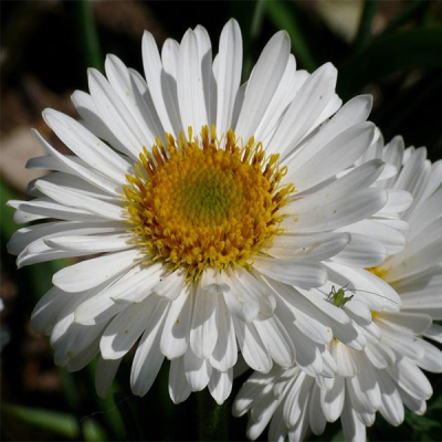 Астра альпийская “Вайт” Астра альпийская “Вайт” фото