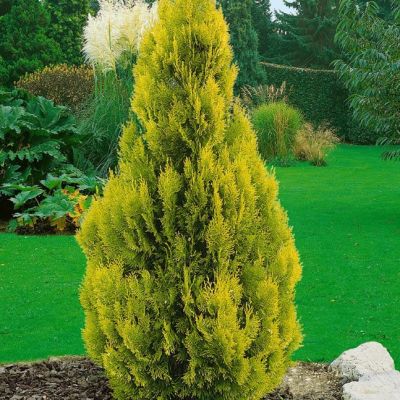 Туя Западная Голден Смарагд, С2 - Dolina-Sad.Ru