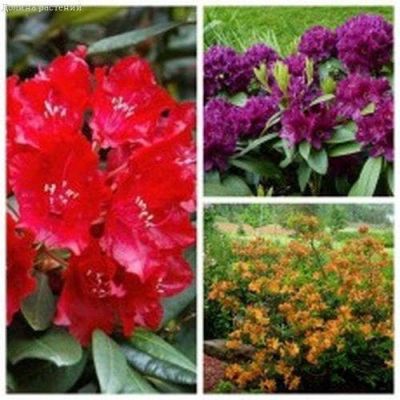 Комплект рододендронов (Поларнахт+Таррагона+Азалия Голден Лайтс) фото