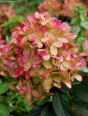 Гортензия метельчатая Граффити Гортензия метельчатая Граффити фото