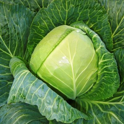 Капуста белокочанная Лежкая зимняя Капуста белокочанная Лежкая зимняя фото