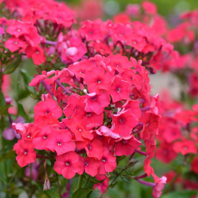 Флокс метельчатый Пикок Черри Рэд Флокс метельчатый Пикок Черри Рэд фото