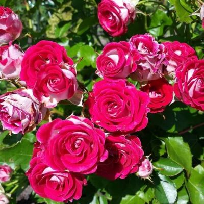 Роза Шёне Кобленцерин фото