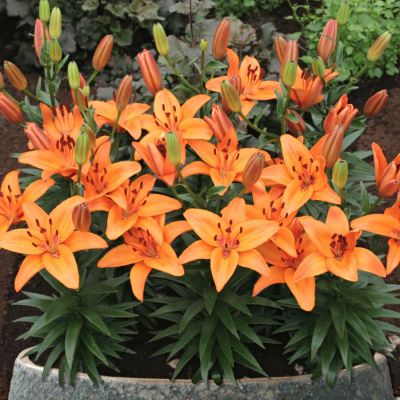 Лилия Абвилльс Прайд Лилия Абвилльс Прайд - Dolina-Sad.Ru