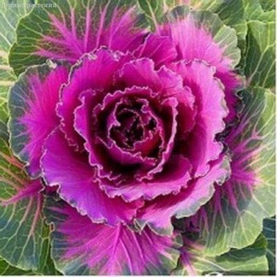 Капуста декоративная Осака F1 Капуста декоративная Осака F1 фото