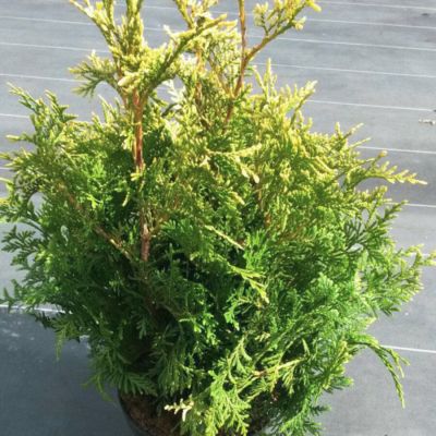 Туя западная Голден Тип, С3 Туя западная Голден Тип, С3 - Dolina-Sad.Ru