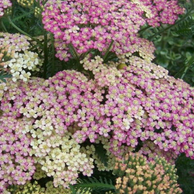 Тысячелистник обыкновенный Саммер Пастель Тысячелистник обыкновенный Саммер Пастель фото