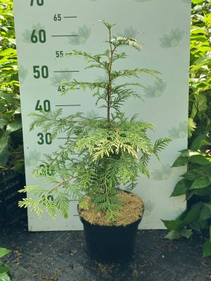 Туя западная Голден Тип, С3 Туя западная Голден Тип, С3 - Dolina-Sad.Ru