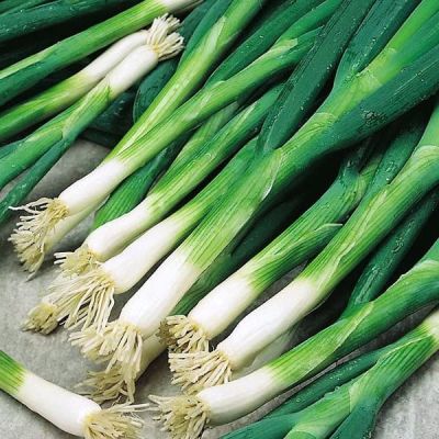 Лук-батун Боярин Лук-батун Боярин фото