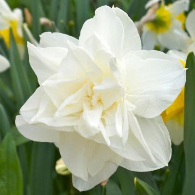 Нарцисс Калгари Нарцисс Калгари фото