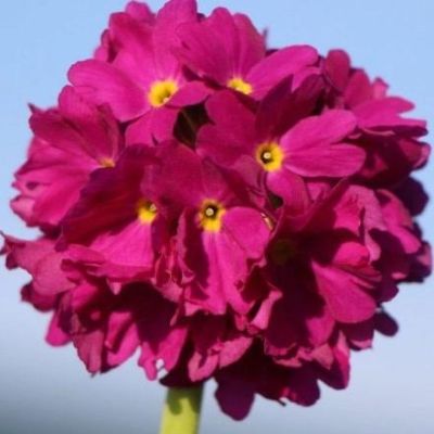 Примула мелкозубчатая Рубин Примула мелкозубчатая Рубин фото