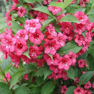 Вейгела Бристол Руби Вейгела Бристол Руби фото