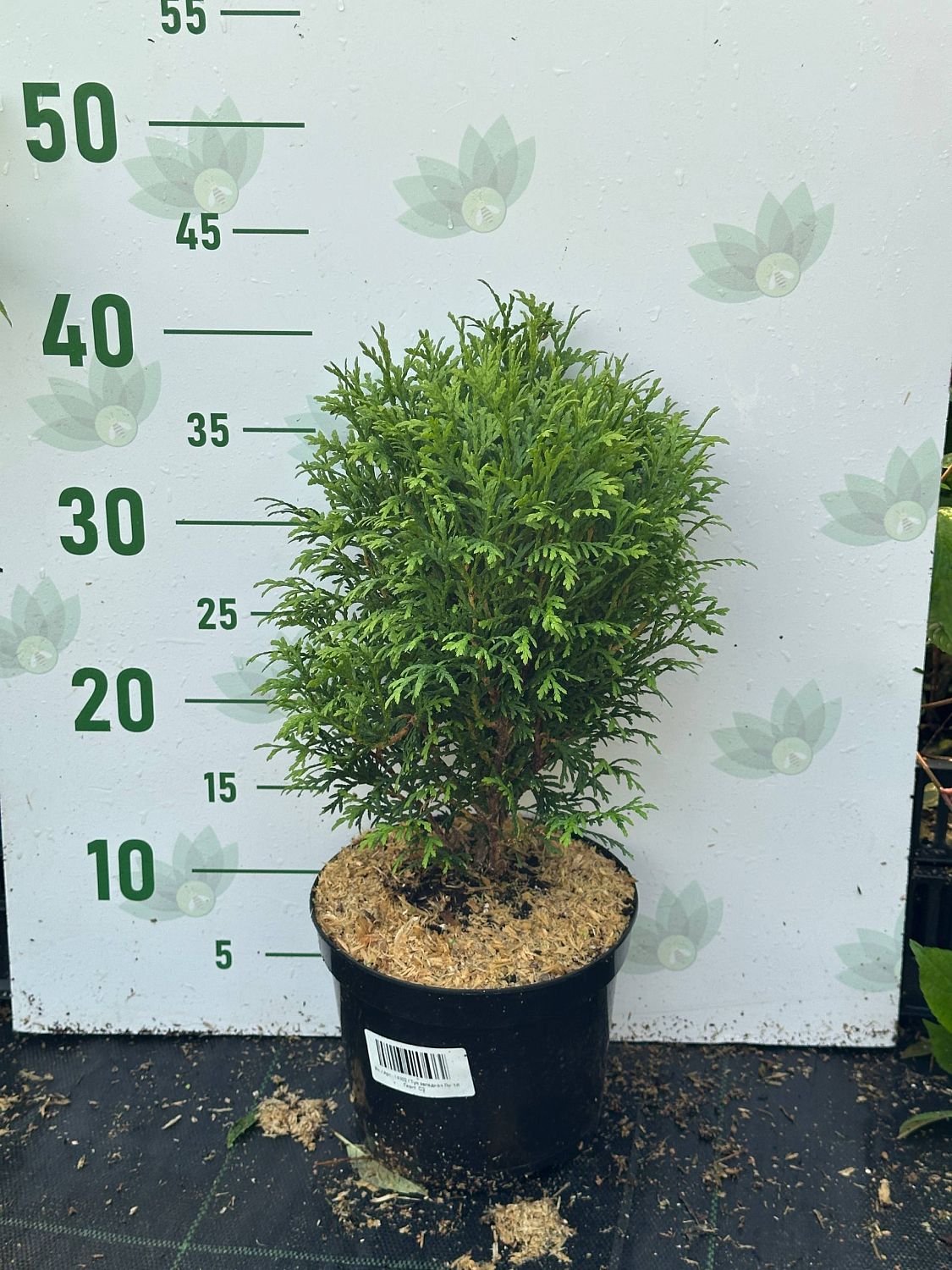 Туя западная Литтл Гиант, С2 Туя западная Литтл Гиант, С2 - Dolina-Sad.Ru