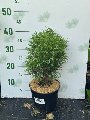 Туя западная Литтл Гиант, С2 Туя западная Литтл Гиант, С2 - Dolina-Sad.Ru