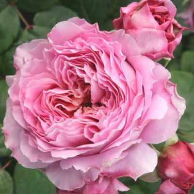 Роза Айсвогель Роза Айсвогель - Dolina-Sad.Ru