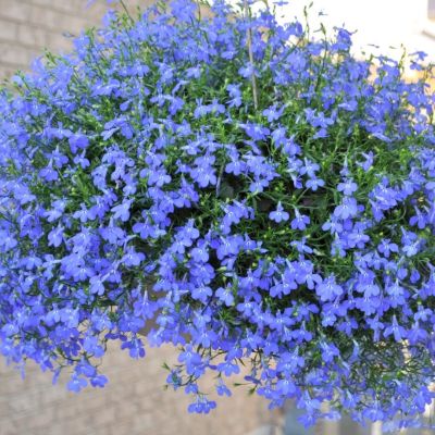 Лобелия Синий кулон Лобелия Синий кулон - Dolina-Sad.Ru