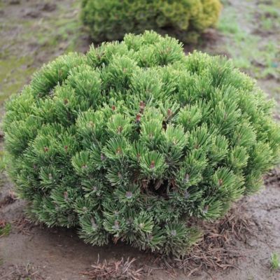 Сосна горная подвид Муго фото