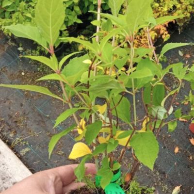 Гортензия пильчатая Капитан Америка Гортензия пильчатая Капитан Америка - Dolina-Sad.Ru