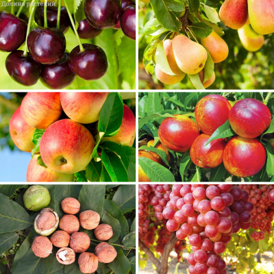 Королевский комплект саженцев Королевский комплект саженцев - Dolina-Sad.Ru