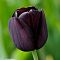 Тюльпан Квин оф Найт Тюльпан Квин оф Найт фото