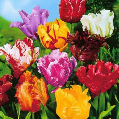 Тюльпан Пэррот Микс фото