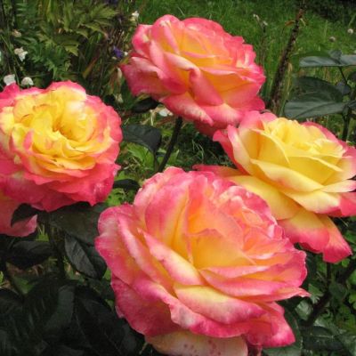 Роза Пулман Роза Пулман фото