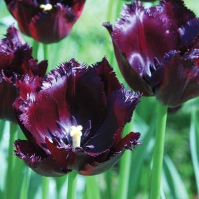 Тюльпан Винсент Ван Гог Тюльпан Винсент Ван Гог фото