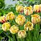 Тюльпан Гламур Юник фото