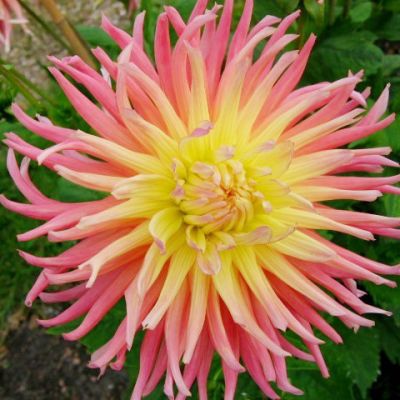 Георгина Альфред Грилле Георгина Альфред Грилле фото