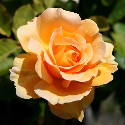 Роза Свит Хоней  фото