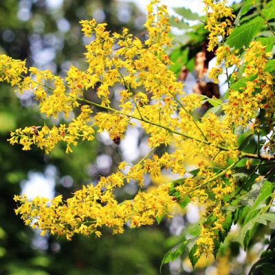 Кёльрейтерия метельчатая Кёльрейтерия метельчатая - Dolina-Sad.Ru