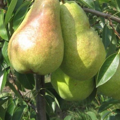 Груша Бере Люка/Осенняя Груша Бере Люка/Осенняя - Dolina-Sad.Ru