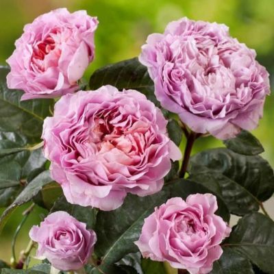 Роза Айсвогель Роза Айсвогель - Dolina-Sad.Ru