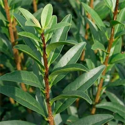 Бирючина обыкновенная Лига Бирючина обыкновенная Лига - Dolina-Sad.Ru