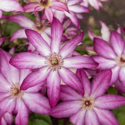 Клематис Тае Клематис Тае - Dolina-Sad.Ru