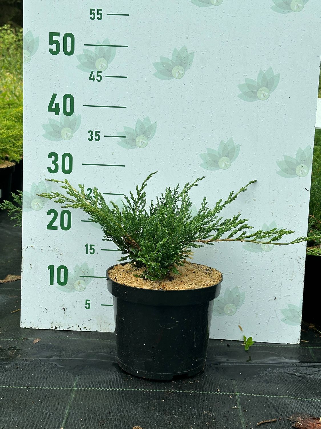 Можжевельник горизонтальный Хьюз, С3 Можжевельник горизонтальный Хьюз, С3 - Dolina-Sad.Ru