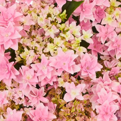 Гортензия крупнолистная Флориа - Dolina-Sad.Ru