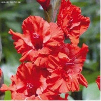 Гладиолус Фаер Фриззл Гладиолус Фаер Фриззл фото
