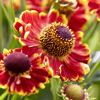 Гелениум Бандера , С1,5 Гелениум Бандера , С1,5 фото