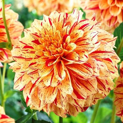 Георгина Глориоза Георгина Глориоза фото