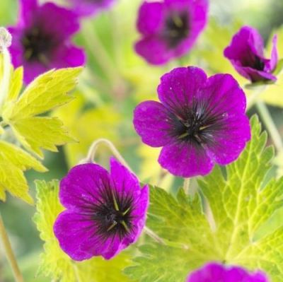 Герань Сандрин Герань Сандрин - Dolina-Sad.Ru