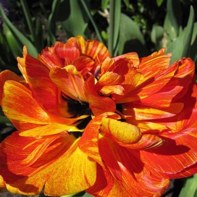 Тюльпан Монте Флейм Тюльпан Монте Флейм фото