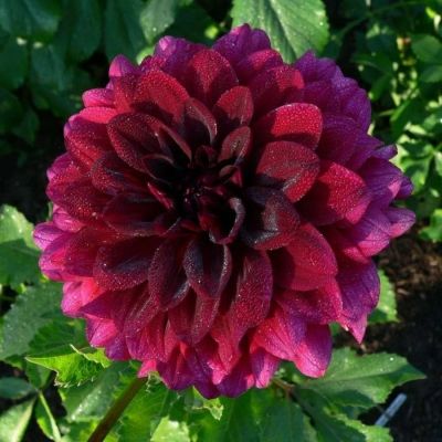 Георгина Вуду - Dolina-Sad.Ru