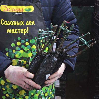 Роза Лила Вандер Роза Лила Вандер - Dolina-Sad.Ru