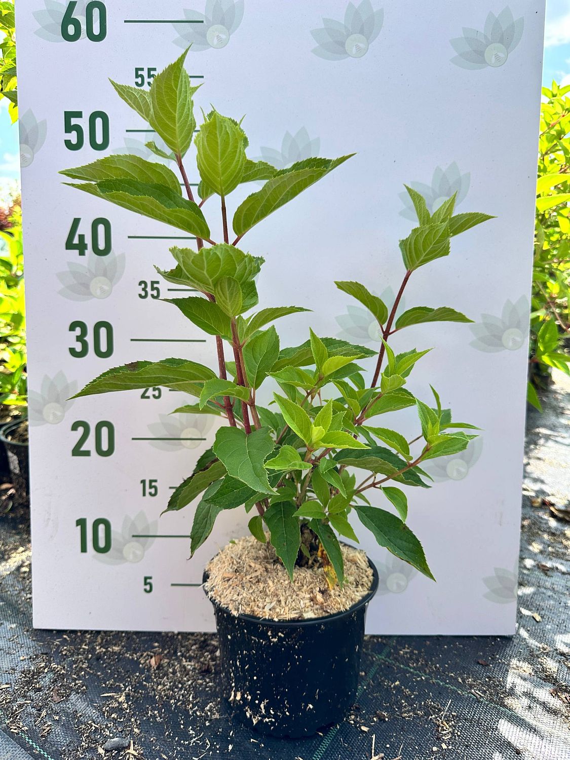 Гортензия метельчатая Сандей Фрайз, С1,5 Гортензия метельчатая Сандей Фрайз, С1,5 - Dolina-Sad.Ru