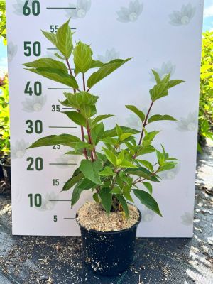 Гортензия метельчатая Сандей Фрайз, С1,5 Гортензия метельчатая Сандей Фрайз, С1,5 - Dolina-Sad.Ru