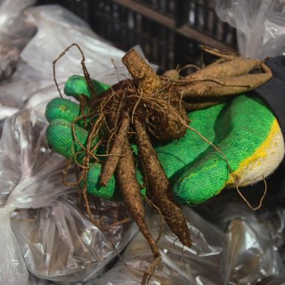 Георгина Ред Рок Георгина Ред Рок фото