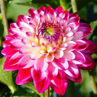 Георгина Сеньер Дрим Георгина Сеньер Дрим фото