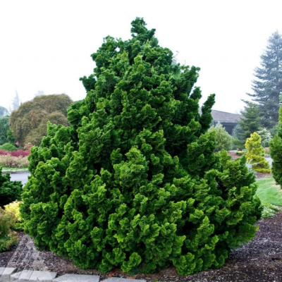 Кипарисовик туполистный Нана Грацилис, С3 - Dolina-Sad.Ru